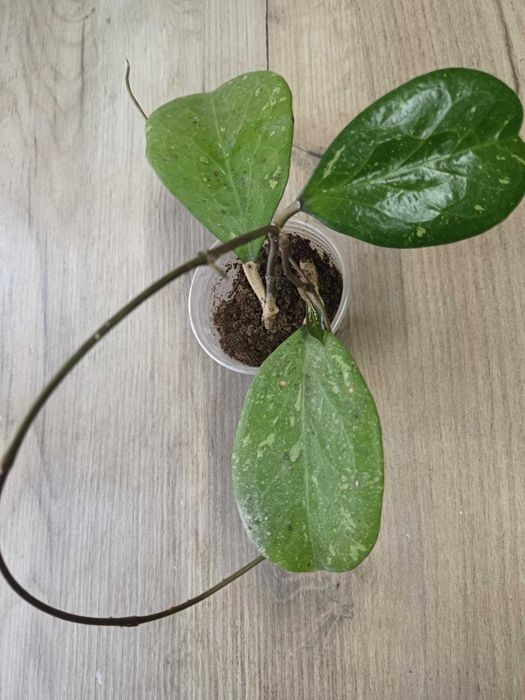 Хойя Michele MB 1255