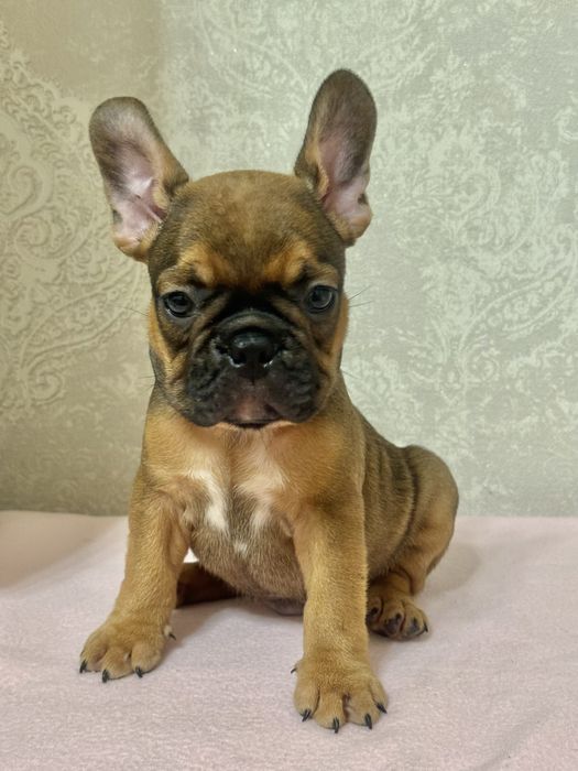 Круті цуценята на будь який смак!