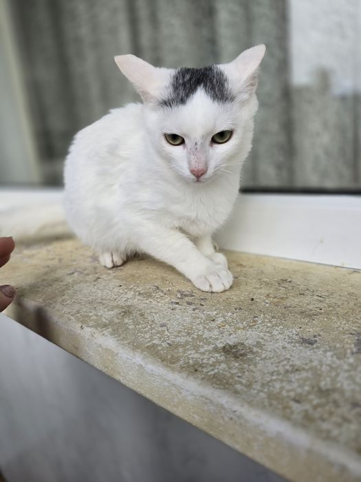 Киця в добрі ручки!