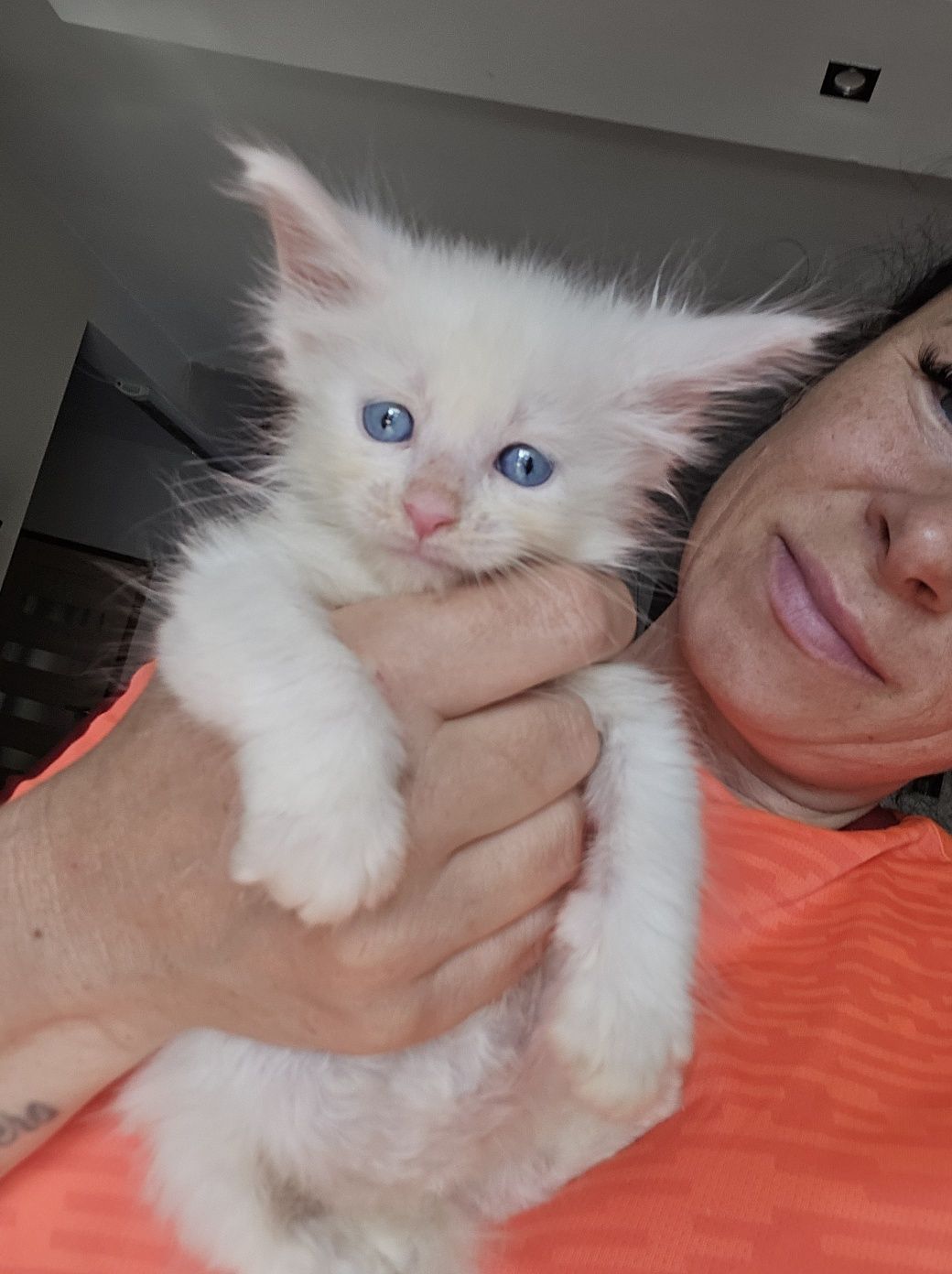 Maine coon Felis Polonia kocurek