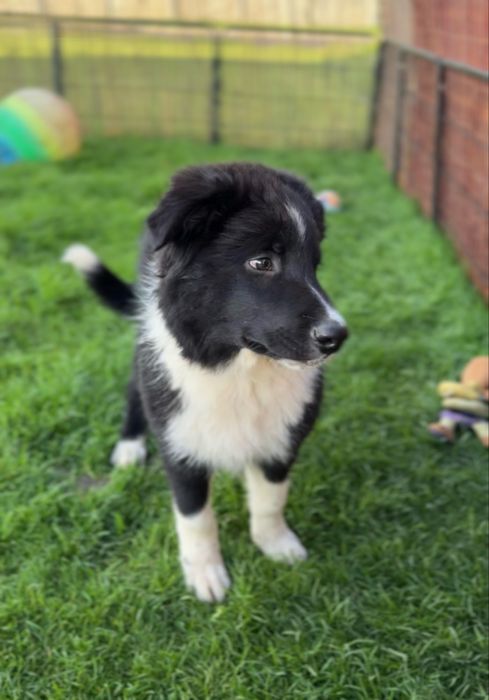 Szczeniaczek Border Collie