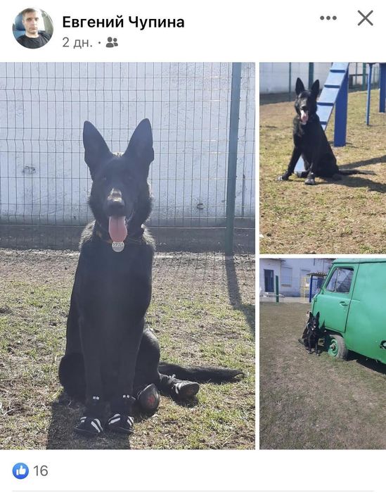 Отдам щенков в хорошие руки