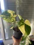 Planta Monstera aurea