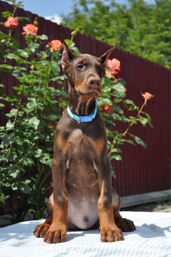 Doberman FCI КСУ