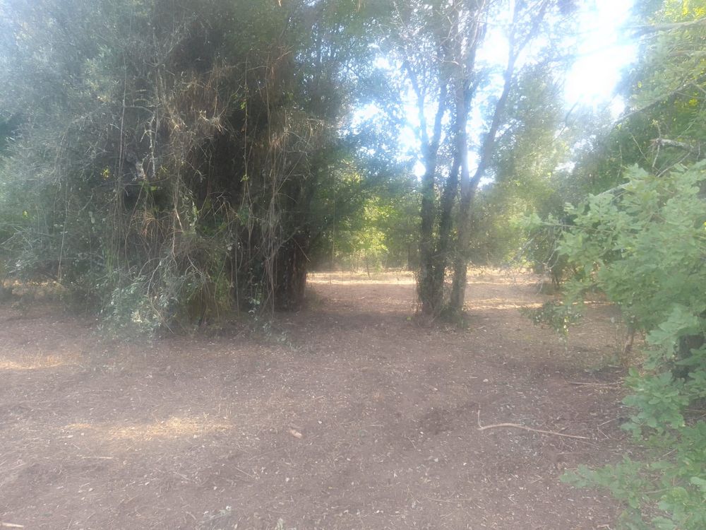 Terreno Rústico com 2.480 m² à Venda – Ferreira do Zêzere
