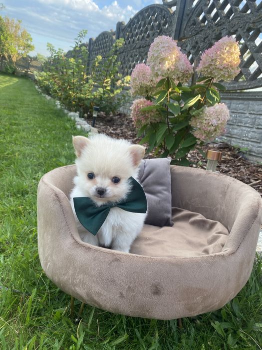 Pomchi  Hybryda Szpic Miniaturowy Pomeranian  Chihuahua