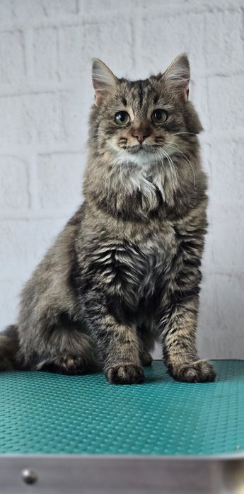 Молода кішка шукає дім