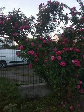 Троянда сортова плетиста Саджанці плетистой сортовой розы