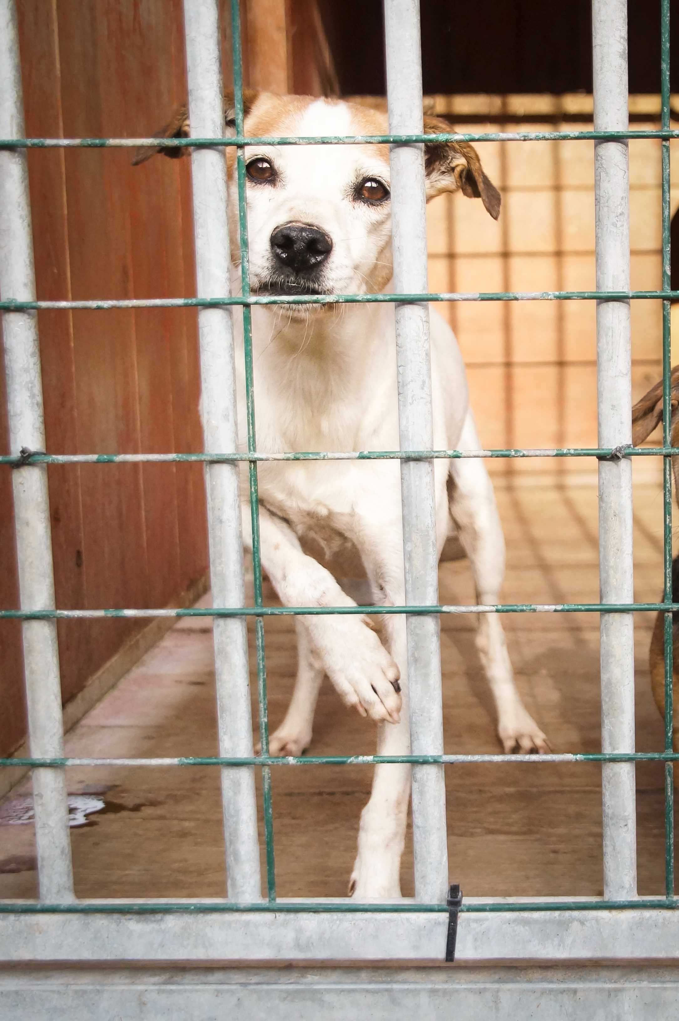 Wafel - delikatny i kochany psiak do adopcji