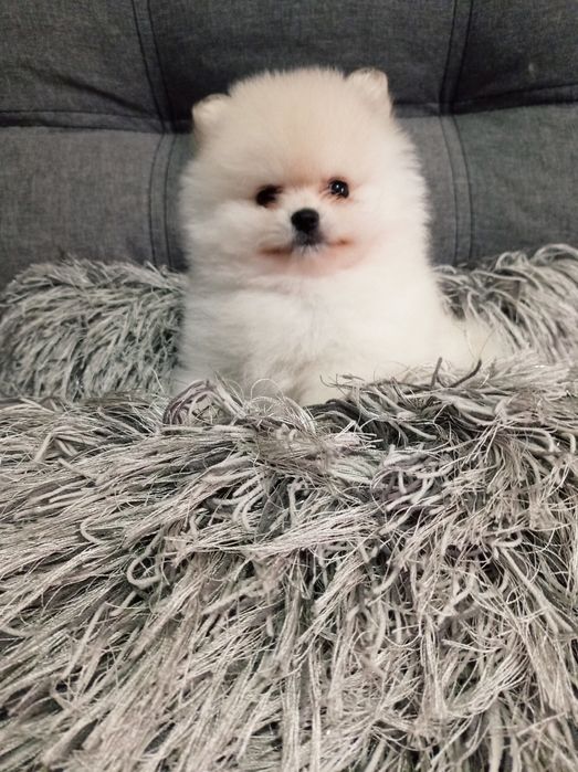 Померанский шпиц мишка.