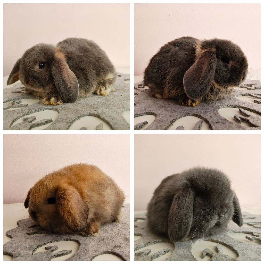 Króliki Mini -Lop