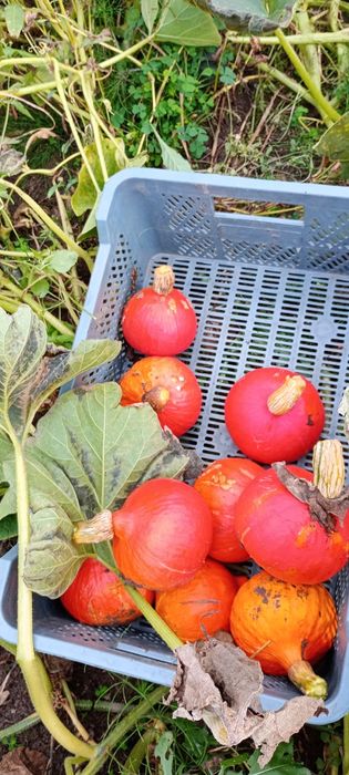 Dynia hokkaido 15 kg ostatni zbiór wyprzedaż
