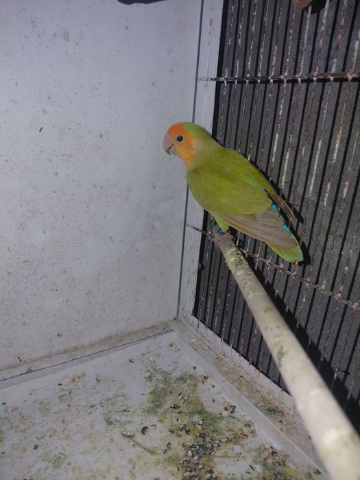 Agarpornis roseicollis Macho