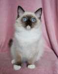 Kocurek ragdoll z sercem do kochania gotowy do odbioru