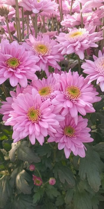 Продам маточник хризантем