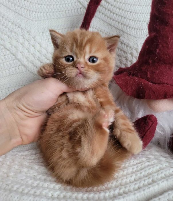 Плюшик та симпатяга! Милий хлопчик-кошеня в насичено-червоному мармурі