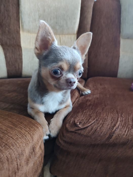 Chihuahua liliowy reproduktor