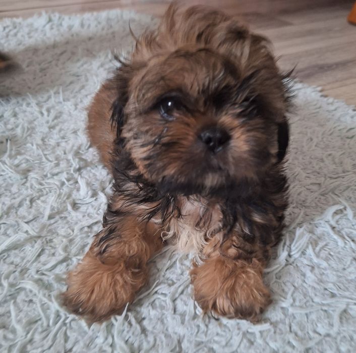 Dafiś unikatowy chlopczyk shih tzu szuka domu
