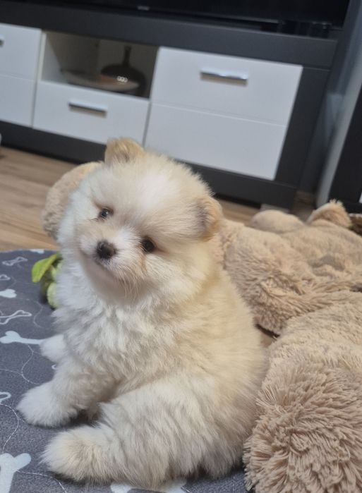 Szpic miniaturowy - GOTOWE DO ODBIORU