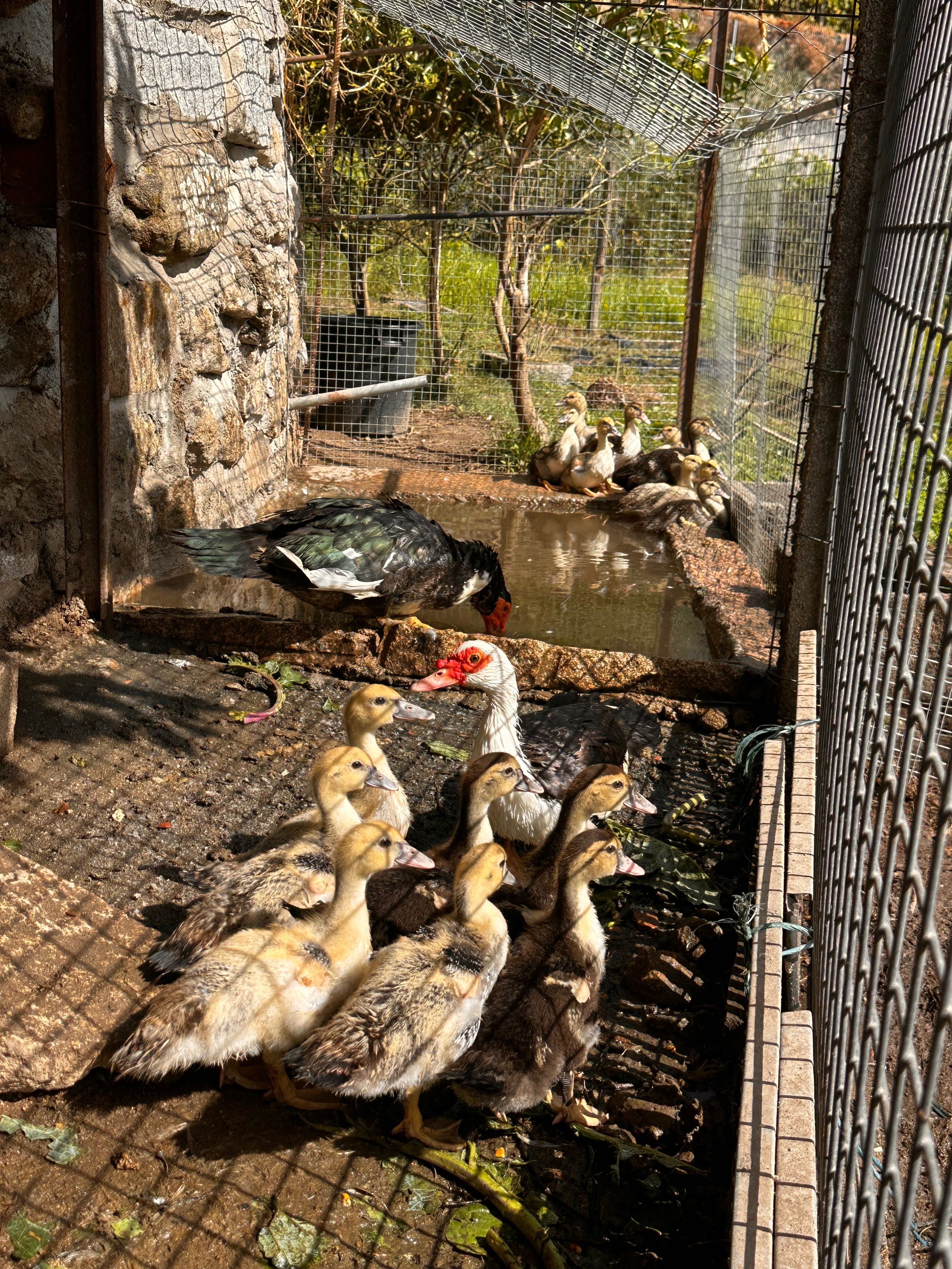 Patos mudos machos/femias