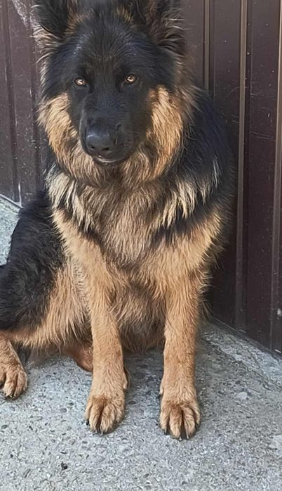 Szczeniaki po suczce rasy owczarek niemiecki
