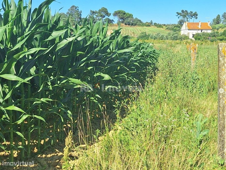 Terreno Rústico - São Pedro de Tomar