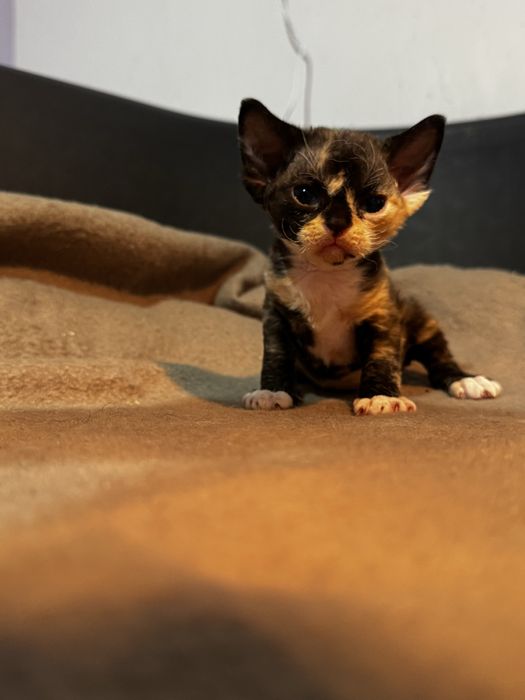 Devon Rex tricolor