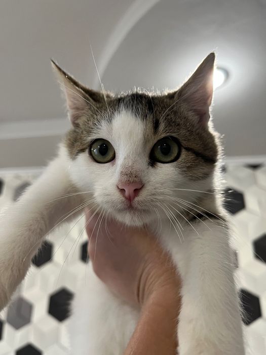 Кошенятко в добрі руки