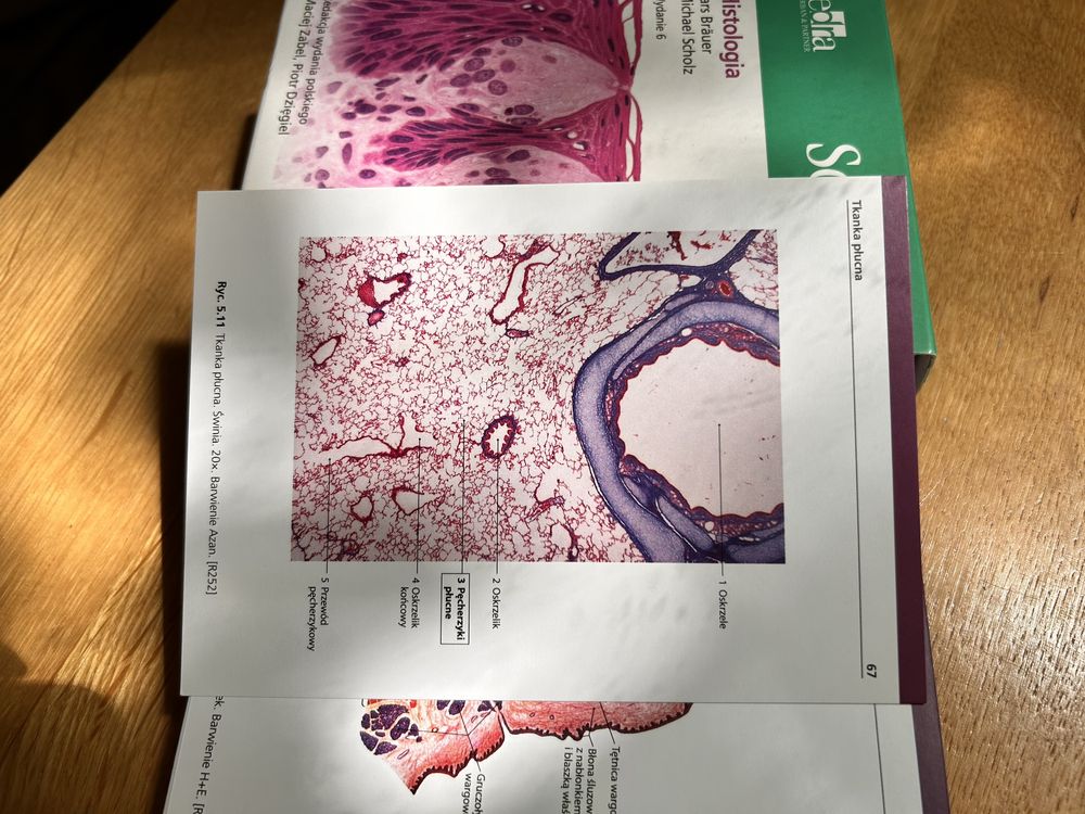 Atlas anatomii Gilroy, atlas do kolorowania Netter i fiszki