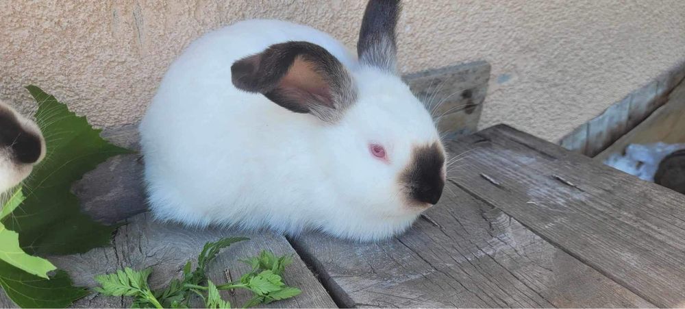 Króliki  kalifornijskie samice roczne