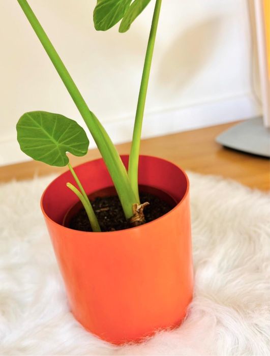 Cachepot laranja da Kartell