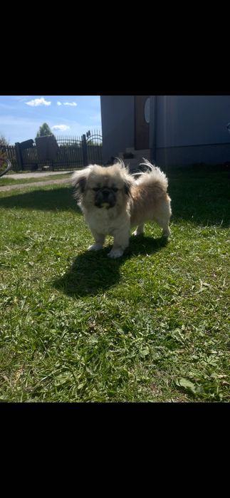 ZAGINĄŁ PIESEK!! Prosimy o pomoc !