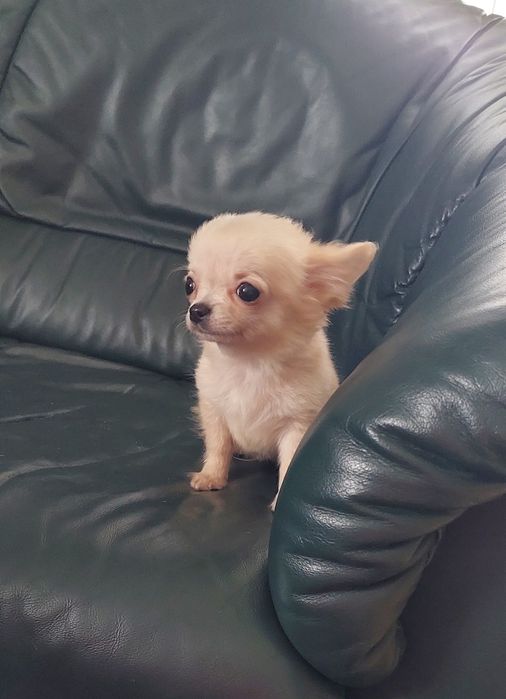 Długowłosy piesek chihuahua