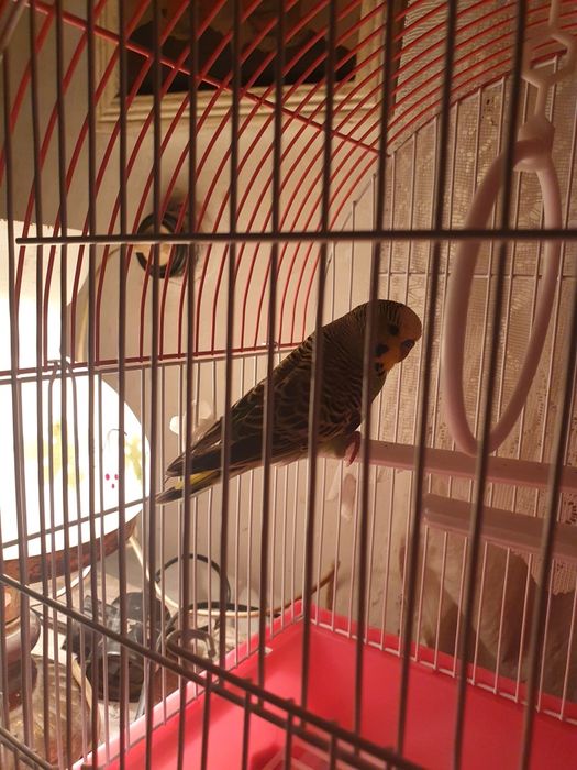 Продам тваринку з кліткою