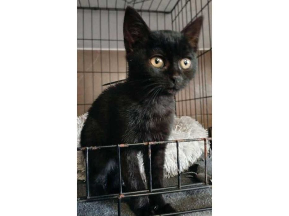 3mies.PRZYTULAŚNA, czarna kotka (adopcja)