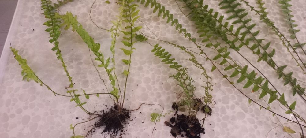 Продам набор разных  красивых папоротников и  набор спидантусов:))