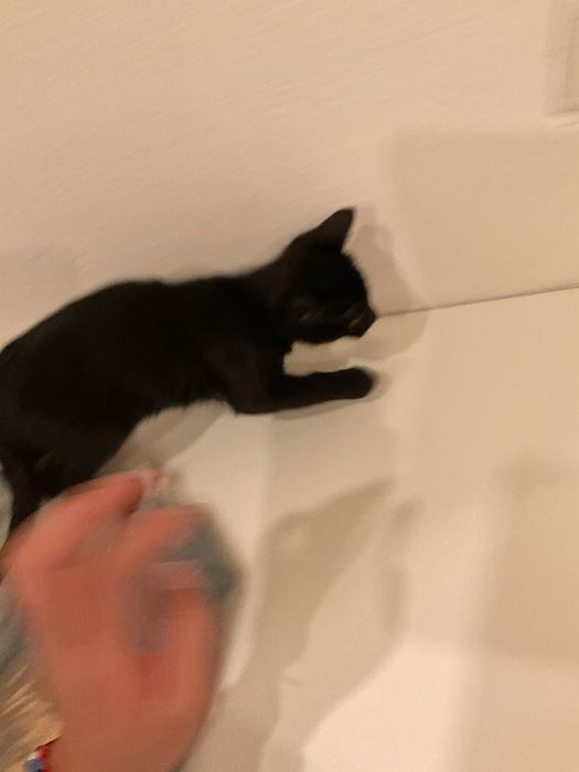 Procura-se Humanos para Mimar