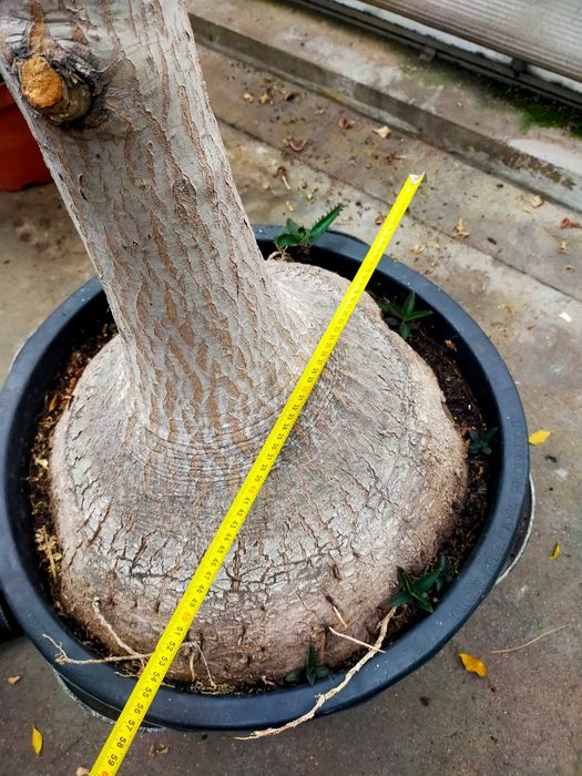 Nolina, Stopa słonia ,gigant 340cm ok 40 lat !!