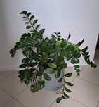 Kwiat Zamioculcas