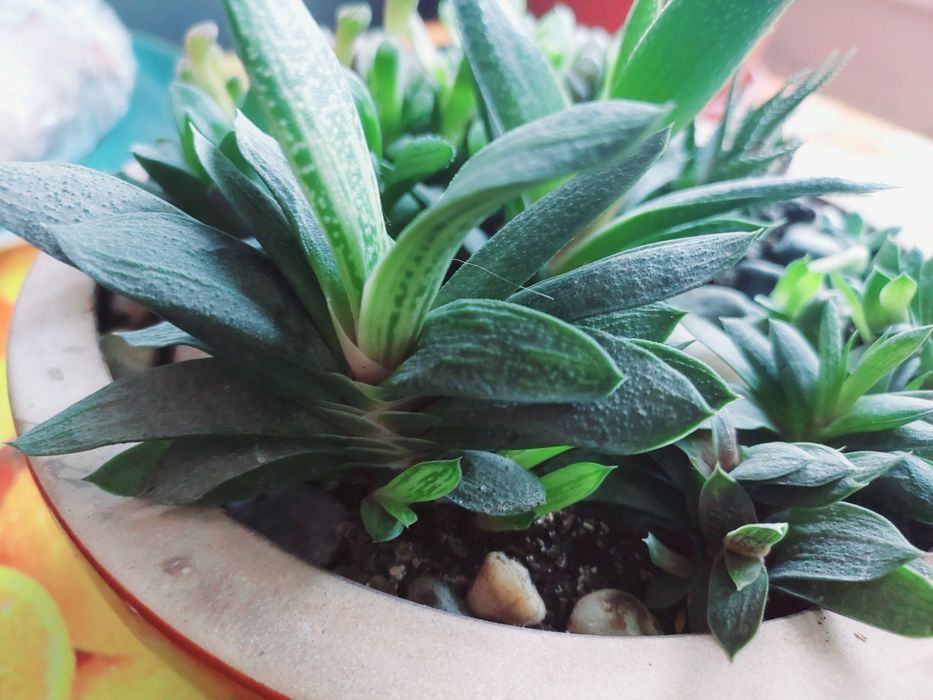 Суккуленты и другие цветы_2