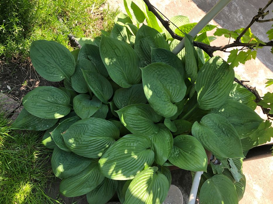 Хости, білі та фіолетові