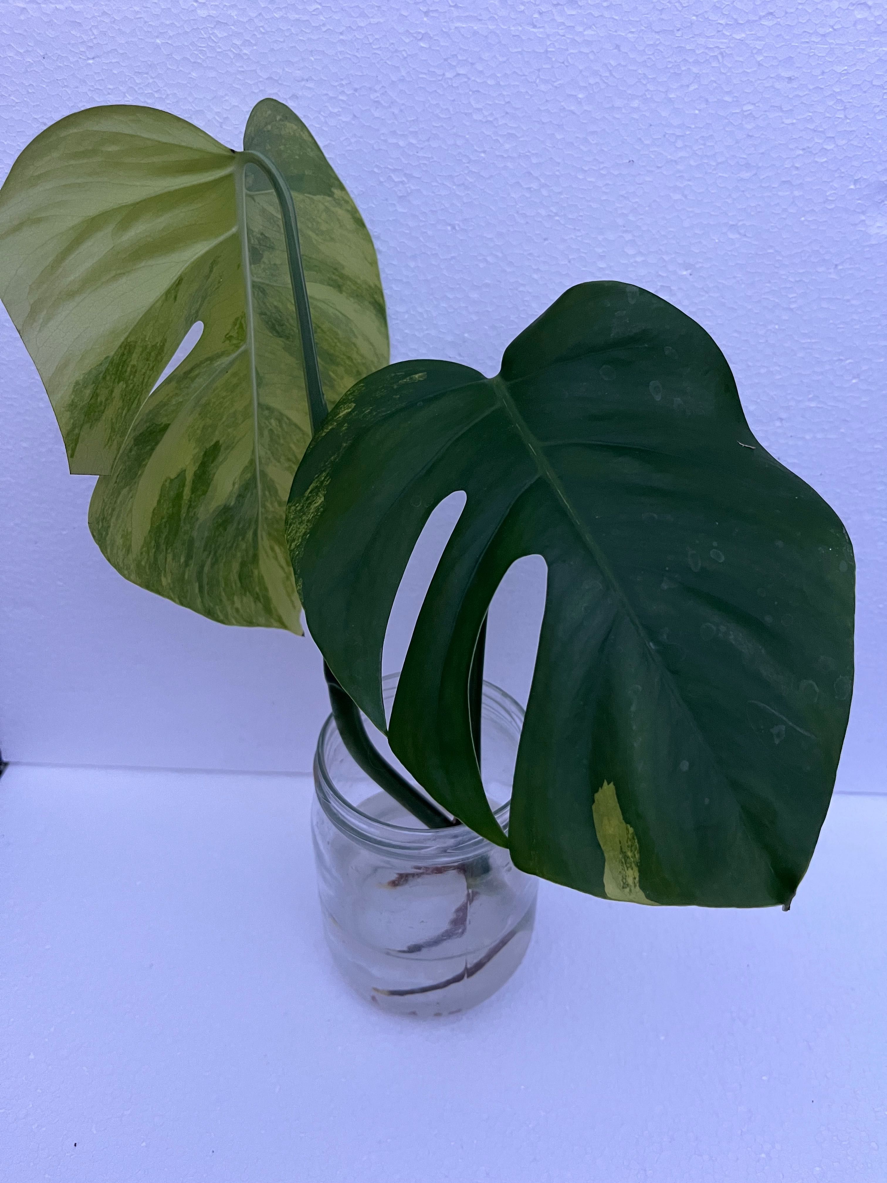 Monstera Marmorata - szczyt