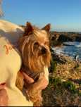 Cão Yorkshire para acasalar