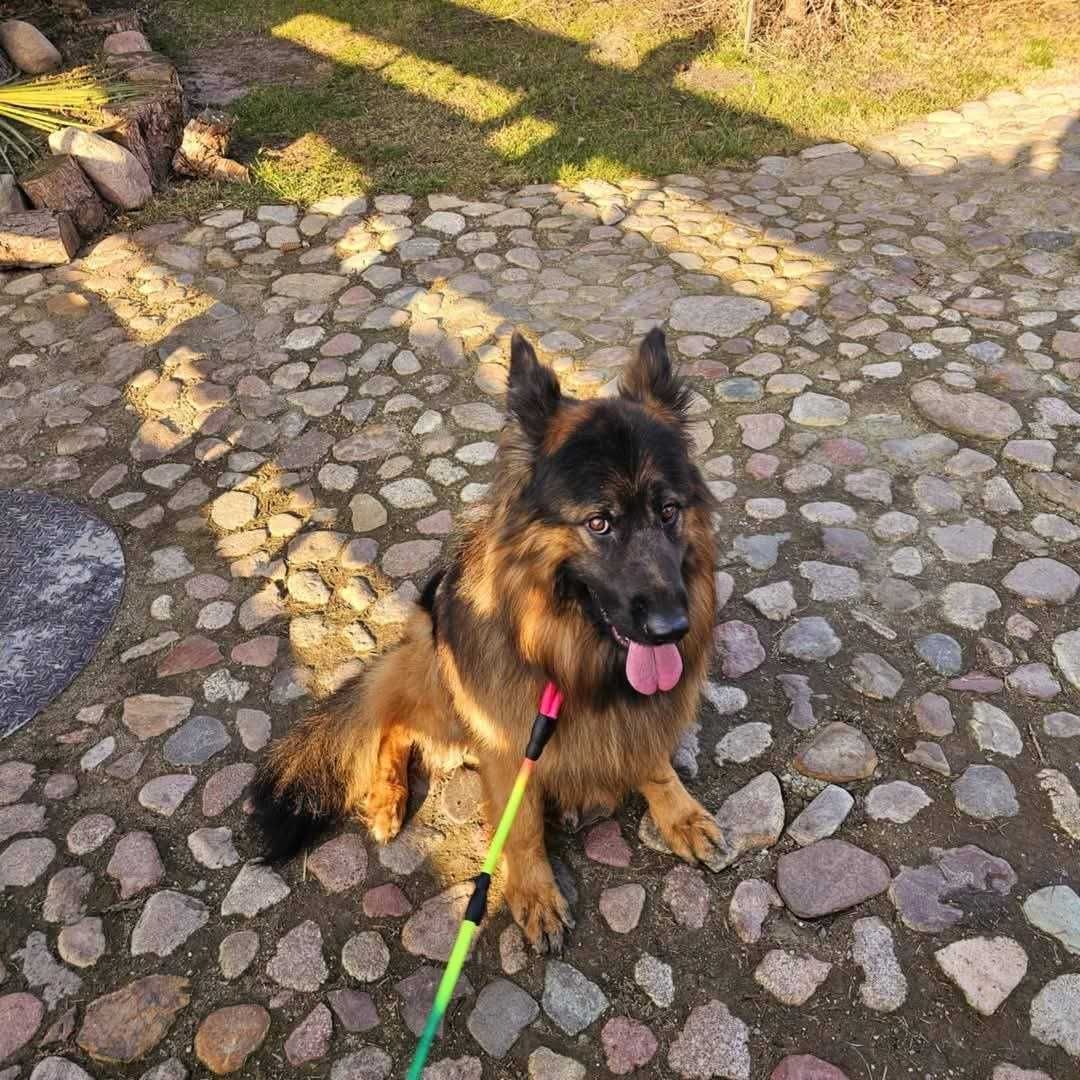 Piekny,mlody owczarek Rambo.