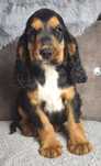 Cocker spaniel angielski- cudowny piesek