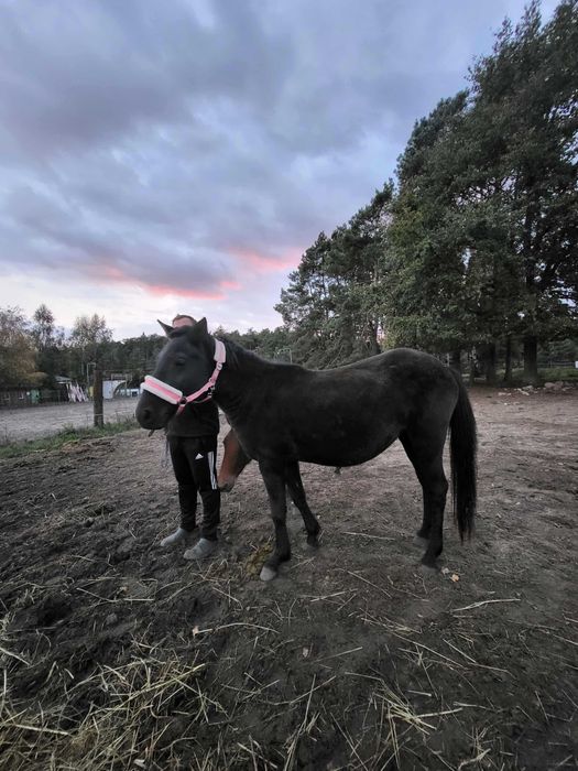 Klacz huculska 2,5 letnia