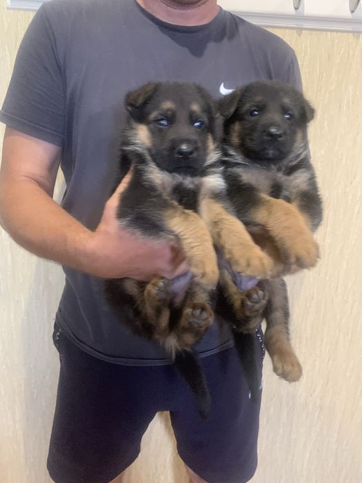 Цуценята Німецької вівчарки