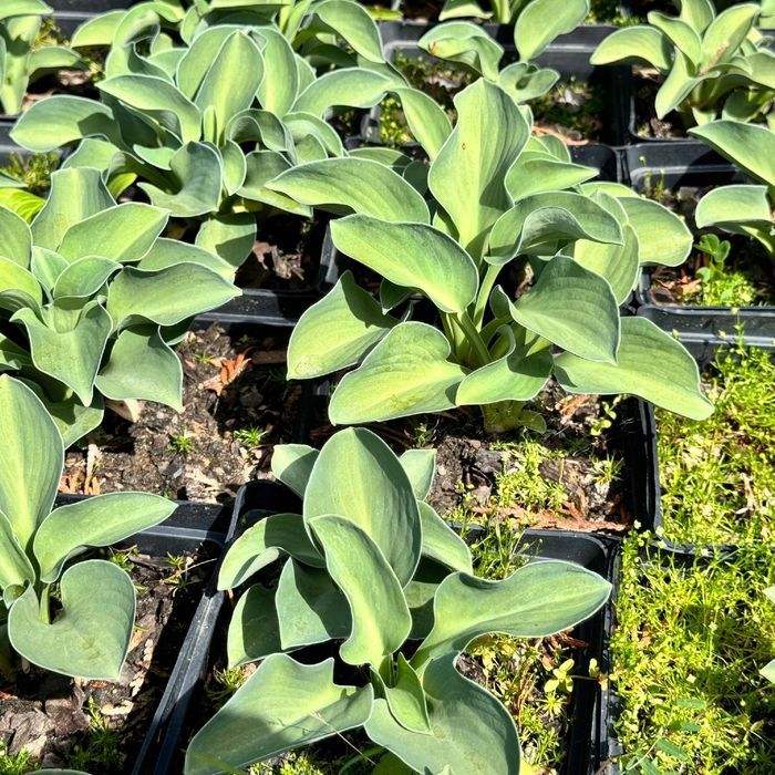 Funkia Hosta 'Blue Mouse Ears' W DONICZCE 2L, NIEBIESKA, Miniaturka