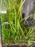 Trawa akwariowa vallisneria spiralis