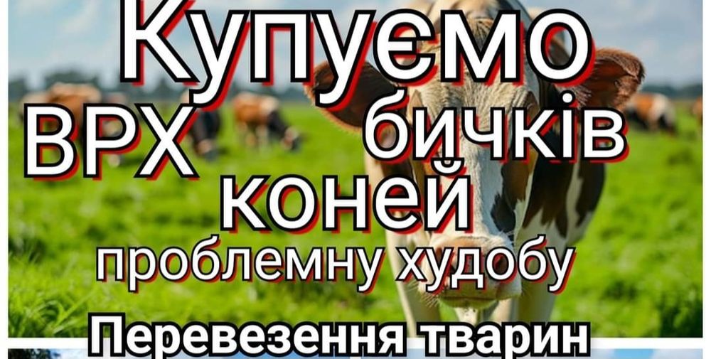 Приймаю велику рогату худобу